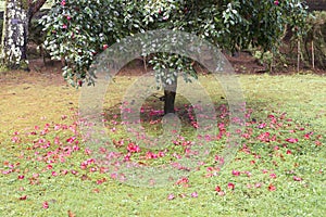 Camellia trees garden in Soutomaior Spain