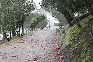 Camellia trees garden in Soutomaior Spain