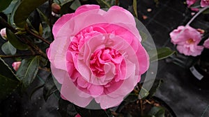 Camellia x williamsii `Debbie`