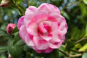 Camellia x Williamsii `Water Lily`