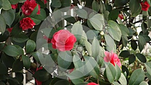 Camellias