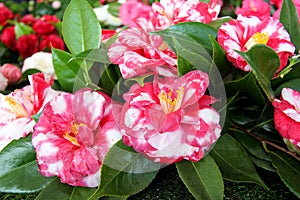 Camellias