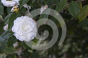 Camellias blooming on the tree photo