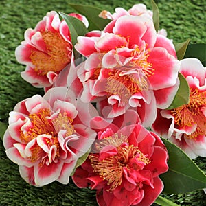 Camellias were cultivated in the gardens of China and Japan for centuries before they were seen in Europe.