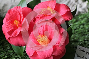 Camellias were cultivated in the gardens of China and Japan for centuries before they were seen in Europe.