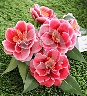 Camellias were cultivated in the gardens of China and Japan for centuries before they were seen in Europe.
