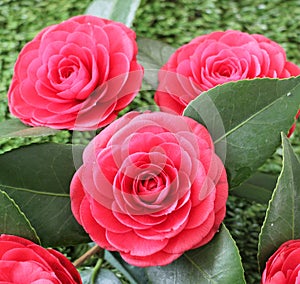 Camellias were cultivated in the gardens of China and Japan for centuries before they were seen in Europe.