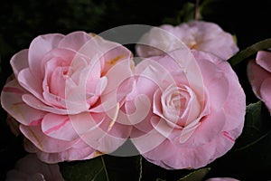 Camellias were cultivated in the gardens of China and Japan for centuries before they were seen in Europe.