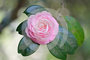 Camellias were cultivated in the gardens of China and Japan for centuries before they were seen in Europe.