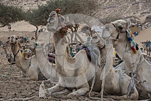 Camello on the banks of the Nile River as it passes through the Nubian People in Aswan, Egypt, Afriaca. photo