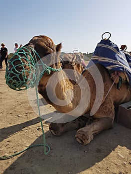 Camello infeliz photo