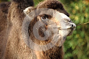 Camelnose