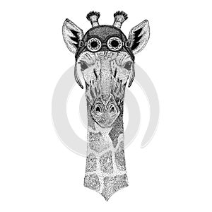 Camelopard, giraffe wearing aviator hat Motorcycle hat with glasses for biker Illustration for motorcycle or aviator t