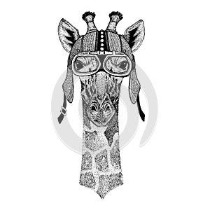 Camelopard, giraffe Wild animal wearing motorcycle, aero helmet. Biker illustration for t-shirt, posters, prints. photo