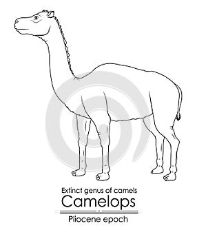 Camelops from Pliocene epoch
