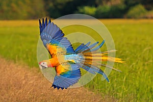 Camelot Macaw parrot flying in the forest. photo