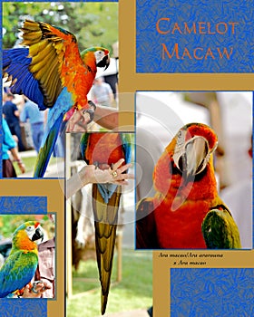Camelot Macaw Poster, with several photos. photo