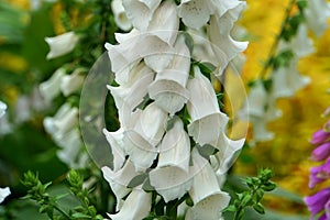 Camelot White foxglove flowers blooming in the Spring