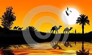 Camels