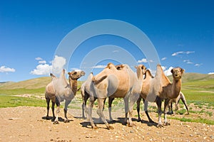 Camels