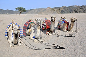 Camels photo