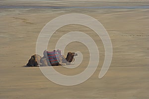 Camels