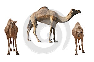 Kamele 
