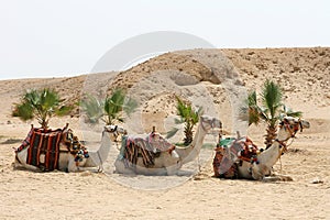Camels