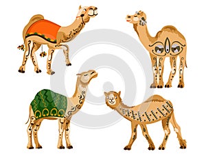 Camels