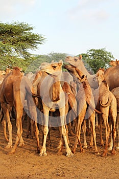 Camels