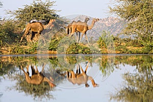 Camels