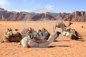 Camels