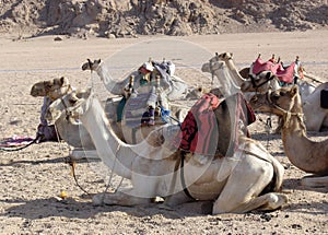 Camels on Sinai photo