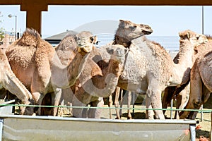 Camels