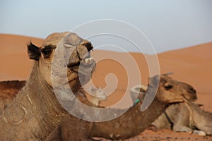 Camels