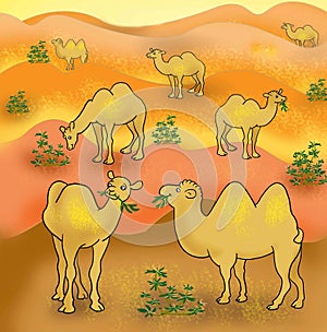 Camels