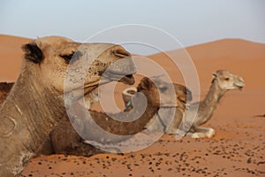 Camels