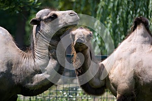 Camels