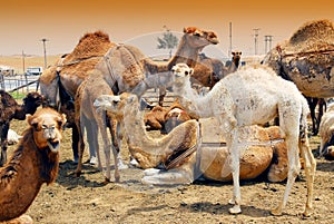Camels