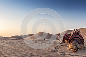 Camels in the Abu Dhabi desert with sunset