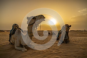 Siluetas de camellos en el desierto del Sahara photo