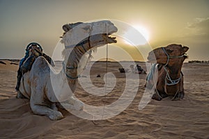 Siluetas de camellos en el desierto del Sahara photo