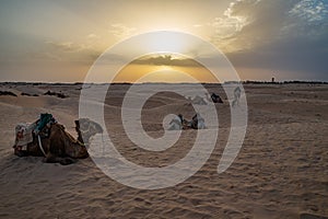 Siluetas de camellos en el desierto del Sahara photo