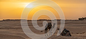 Siluetas de camellos en el desierto del Sahara photo