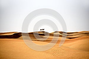 Camels in Al Bidayer Desert dunes, Dubai, United Arab Emirates