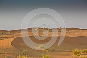Camels alongside the E55 Desert Road in Sharjah United Arab Emirates