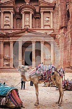 Camels in an ancient abandoned rock city of Petra in Jordan