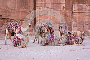 Camels in ancient city of Petra in Jordan