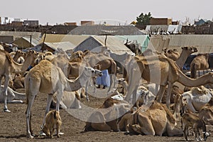 Camels for any choice