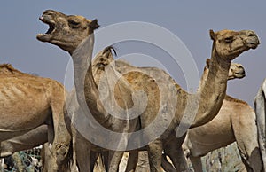 Camels for any choice